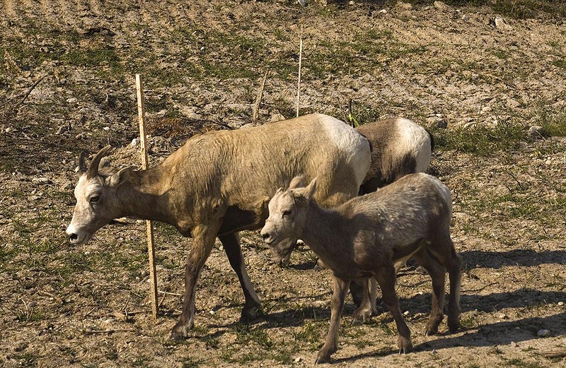 080920_082_bighornsheep