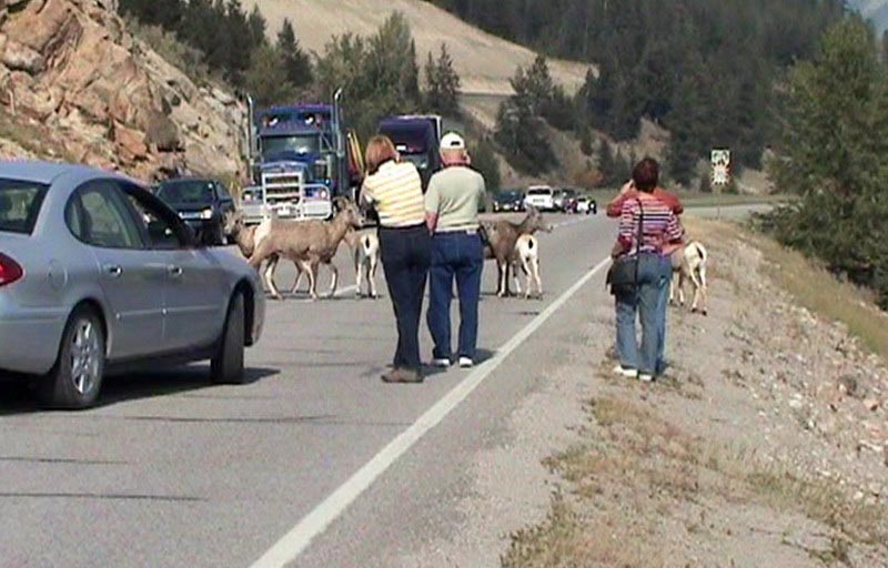 080920_083_2bighornsheep