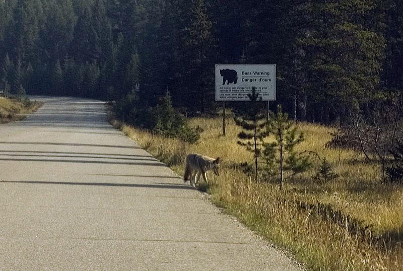 080920_084_maligneroad_coyote