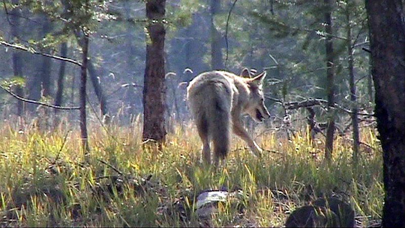 080920_086_1maligneroad_coyote