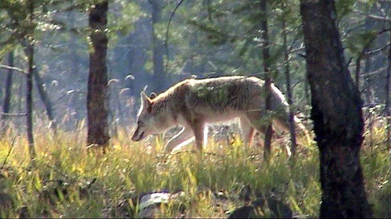 080920_086_3maligneroad_coyote