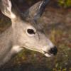 080920_115_2maligneroad_deer