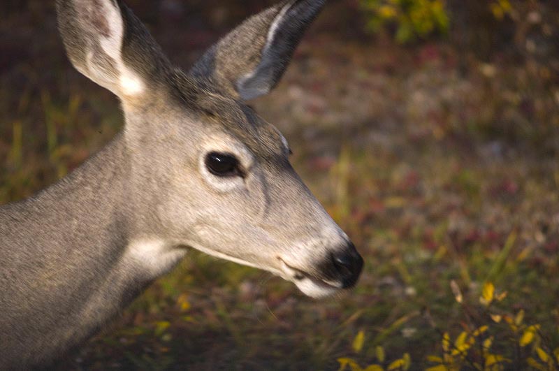 080920_115_2maligneroad_deer