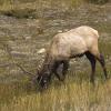 080922_023_elkbull
