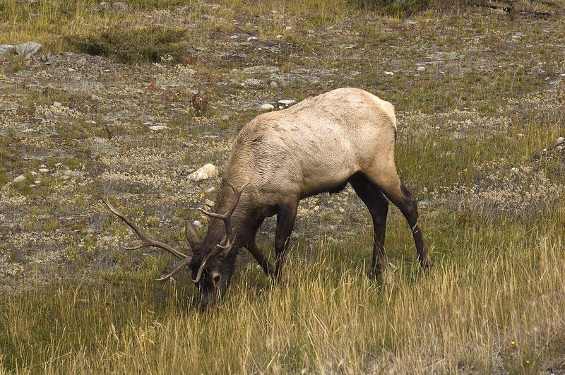 080922_023_elkbull