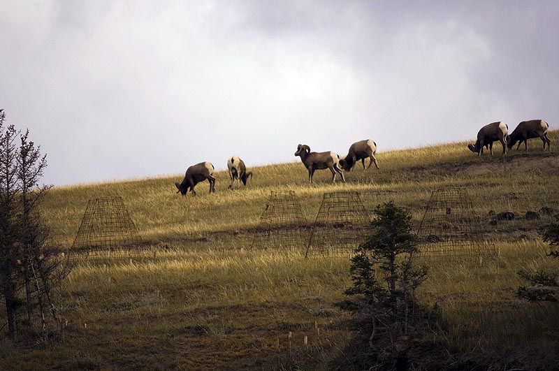 080922_025_bighornsheep