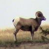 080922_027_1bighornsheep