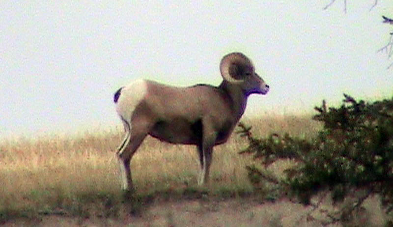 080922_027_1bighornsheep