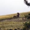 080922_027_2bighornsheep