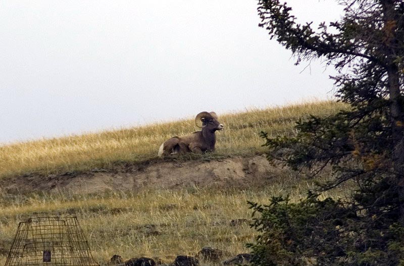 080922_027_2bighornsheep