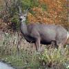 080922_031_medicinelake_deer