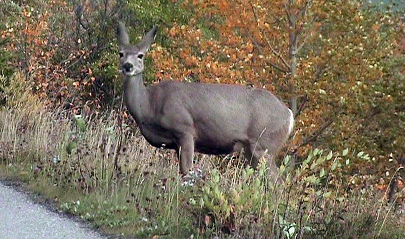 080922_031_medicinelake_deer