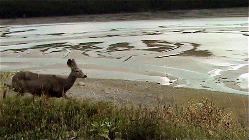080922_032_medicinelake_deer
