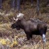 080922_035_maligneroad_moose