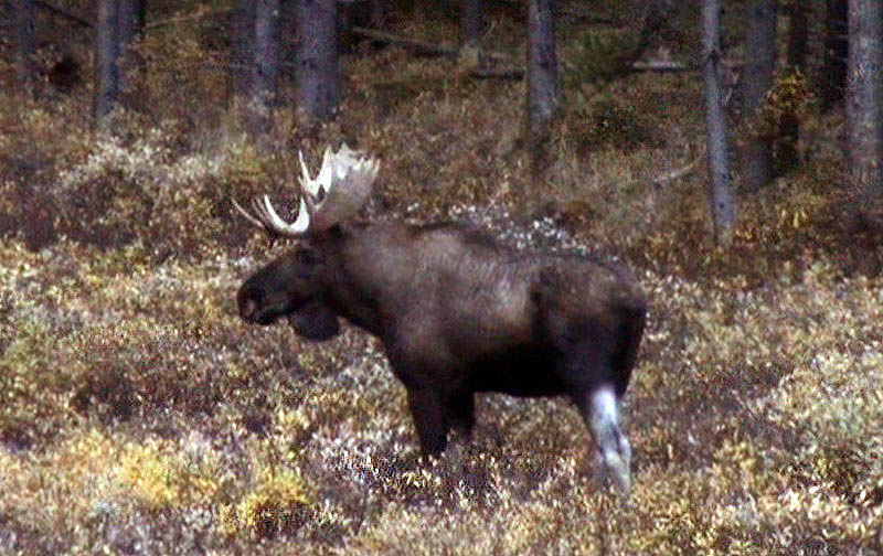 080922_035_maligneroad_moose