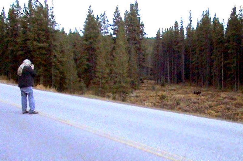 080922_036_maligneroad_moose