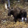 080922_038_maligneroad_moose