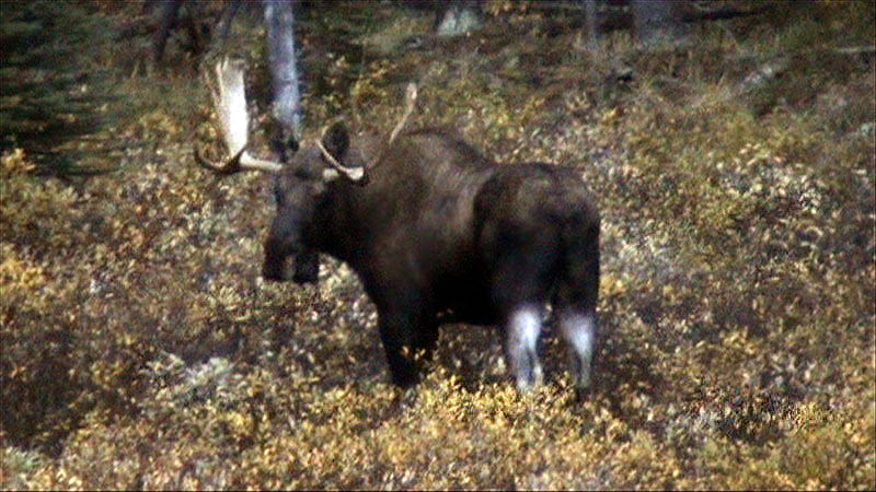 080922_038_maligneroad_moose