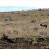 080924_033_transcanadianhighway_prairie_coyote