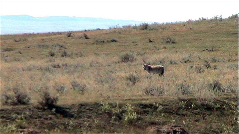 080924_033_transcanadianhighway_prairie_coyote