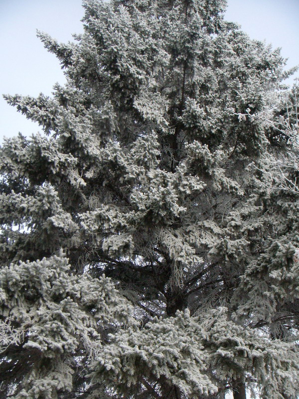 090305_hoarfrost1