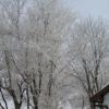 090305_hoarfrost2