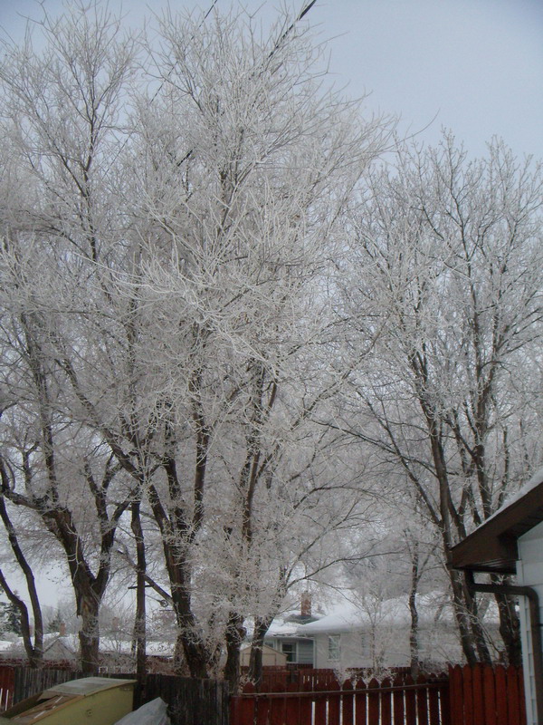 090305_hoarfrost2