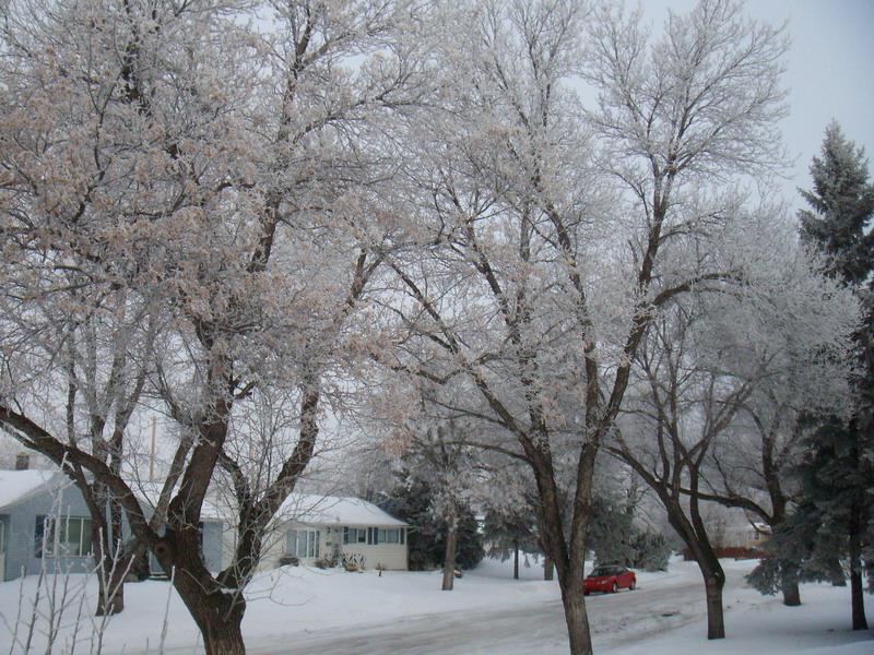 090305_hoarfrost4