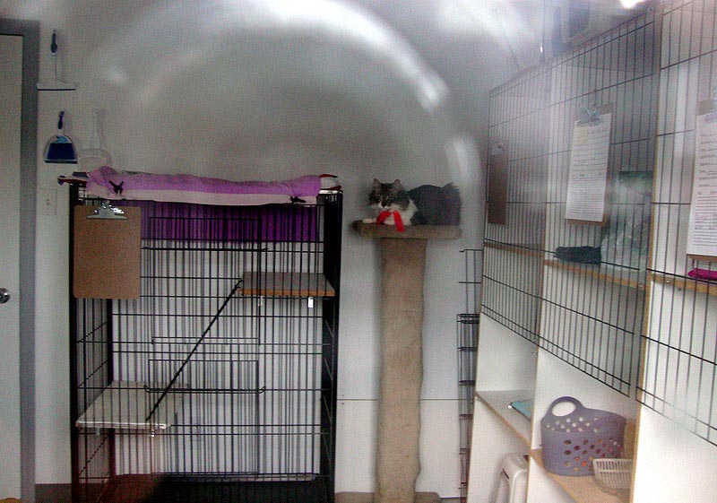 090412_17_cattery