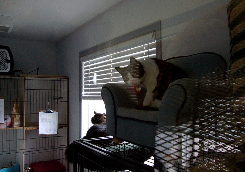 090412_18_cattery