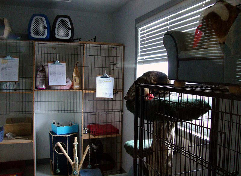 090412_19_cattery