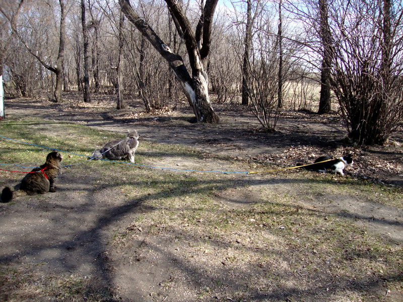 090507_44_manitoucampground