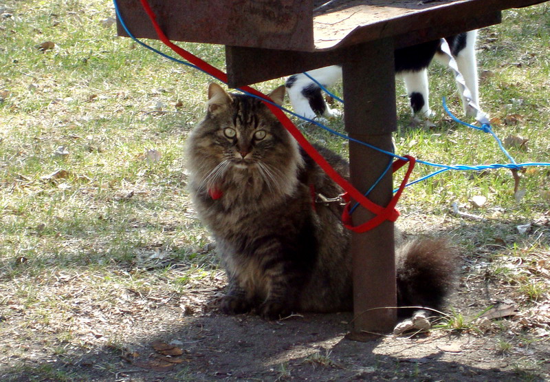 090509_02_manitoucampround