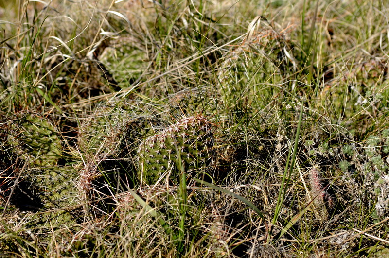 090523_19_dunnetparknaturetrail