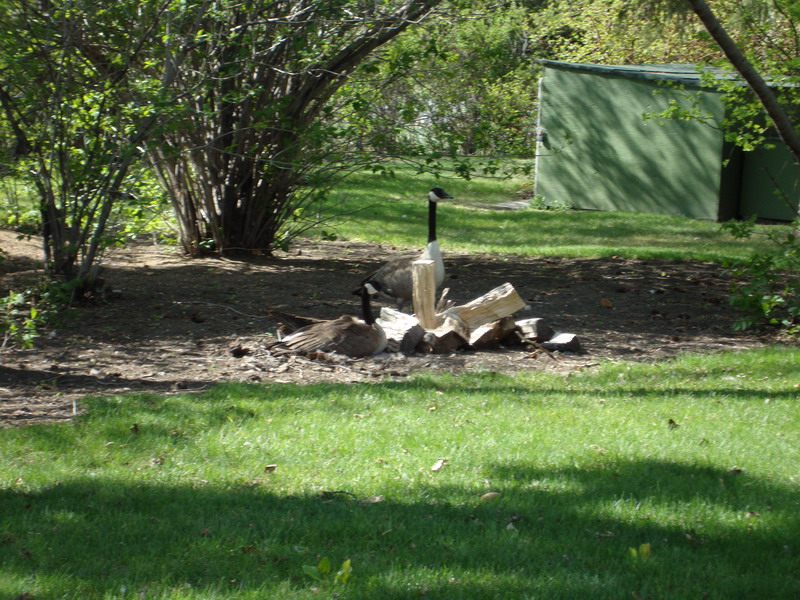 090528_21_willowisland