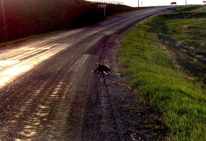 090604_05_porcupine