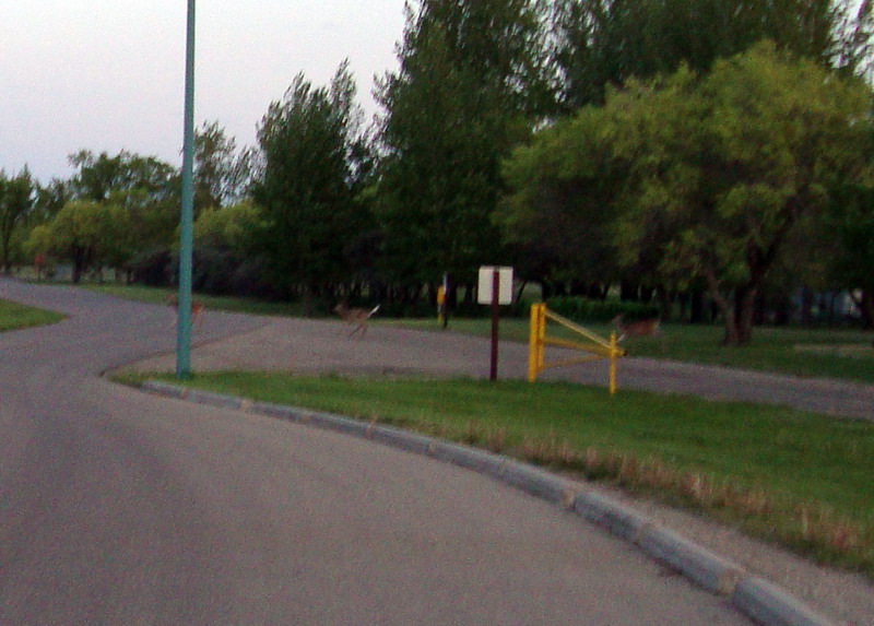090604_08_rowansravine_deer
