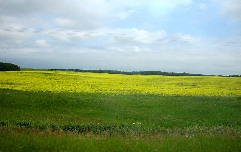 090701_04_canola