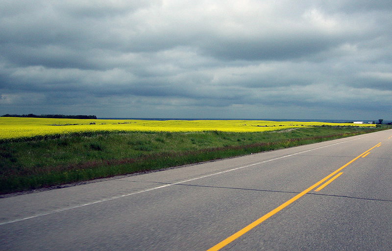 090701_05_canola