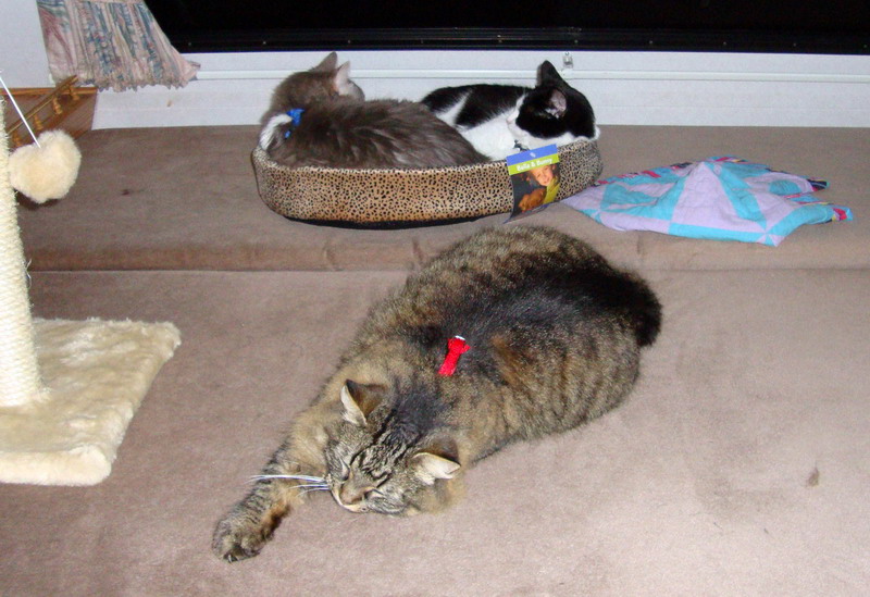 090701_23_cats