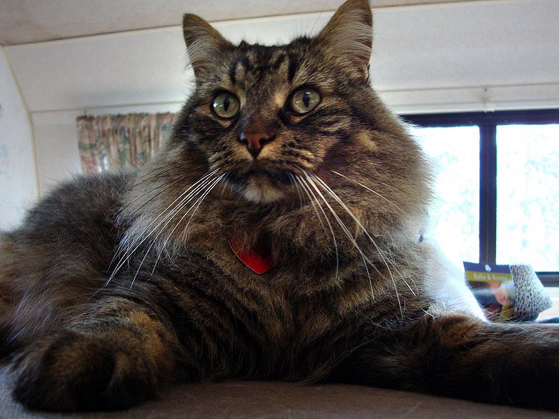 090702_01_cats