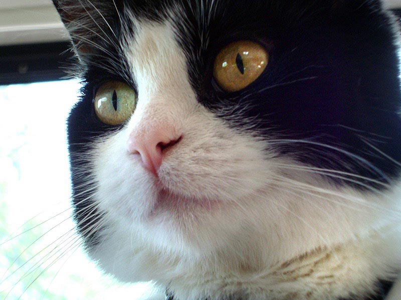 090702_02_cats