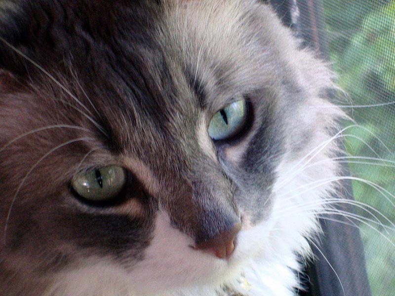 090702_04_cats