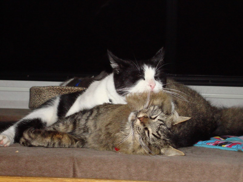 090702_65_cats
