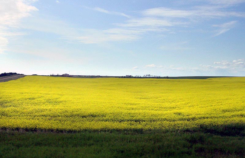 090705_13_canola
