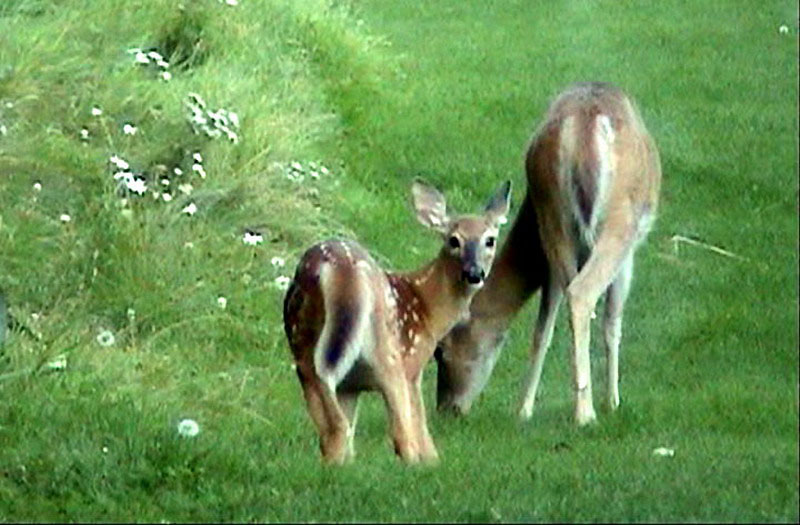 090827_35vid2_waskesiu_golfcourse