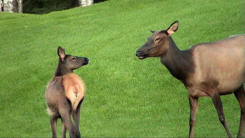 090827_35vid3_waskesiu_golfcourse