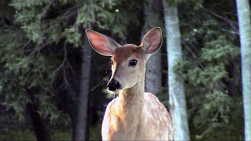 090827_35vid4_waskesiu_golfcourse