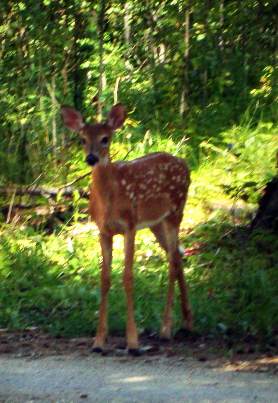 090828_010_waskesiu_deercampground