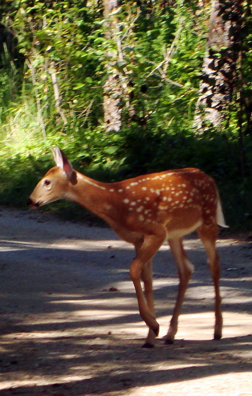 090828_011_waskesiu_deercampground